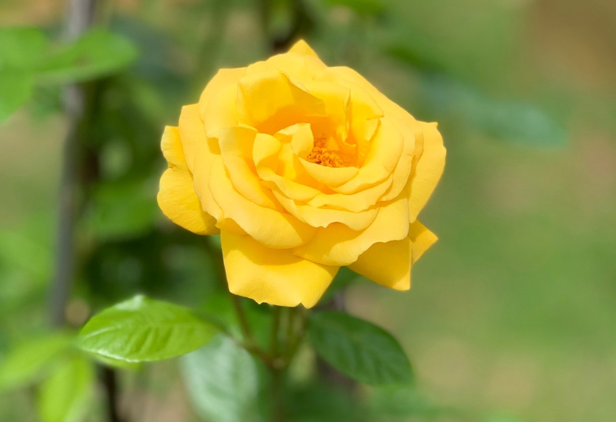 A Wray-grown rose