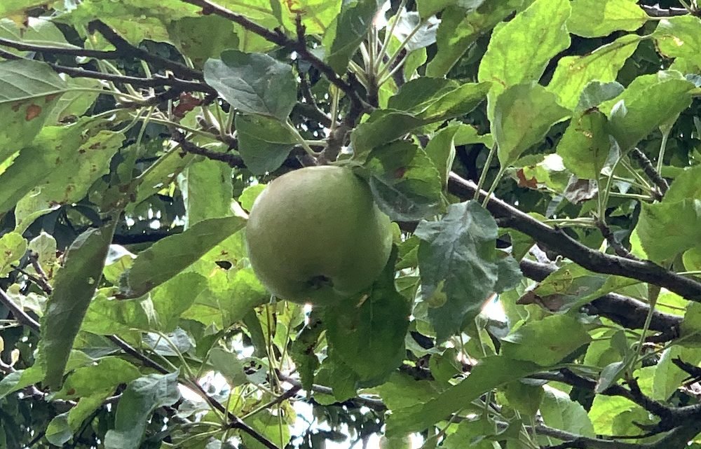 We have apples in the orchard