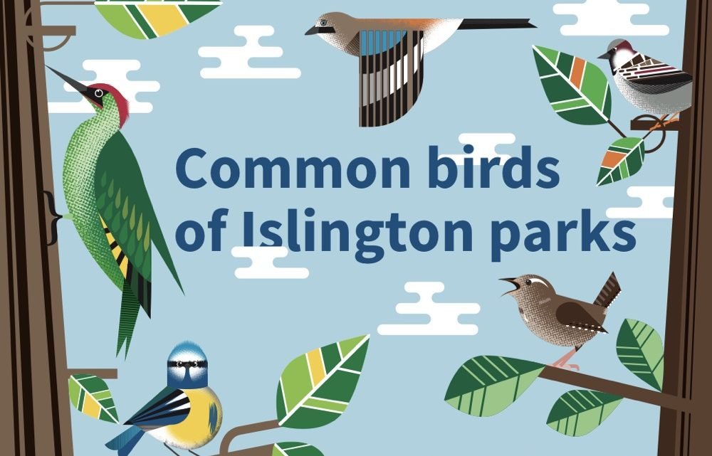 Common birds of Islington Parks
