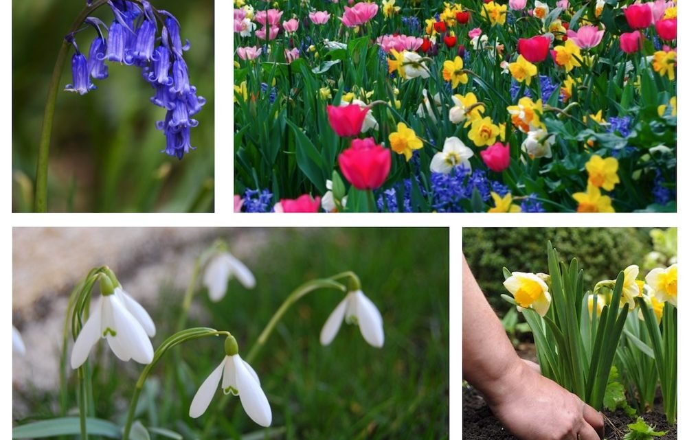 Bulb Planting workshop October 23