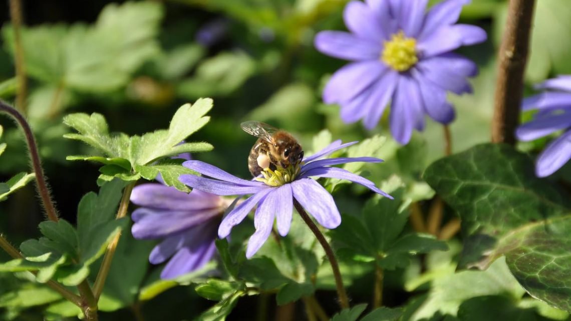 We have won an award for our bees project