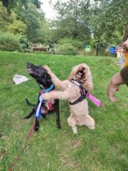 Because hugs are free! Two dogs hugging