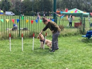 Brilliant agility dog on a course