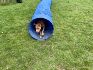 Some dogs are born for agility Dog in a tunnel
