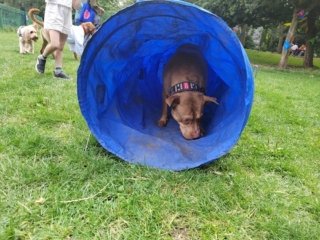 The Mighty Sage on excursion Dog in a tunnel