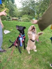 Two great winners Two dogs
