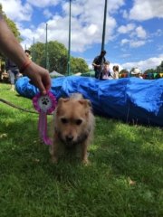 ginger the winner