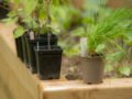 Event: Pot a plant to take home