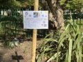 Creating a Bee-Friendly Space in Wray Crescent