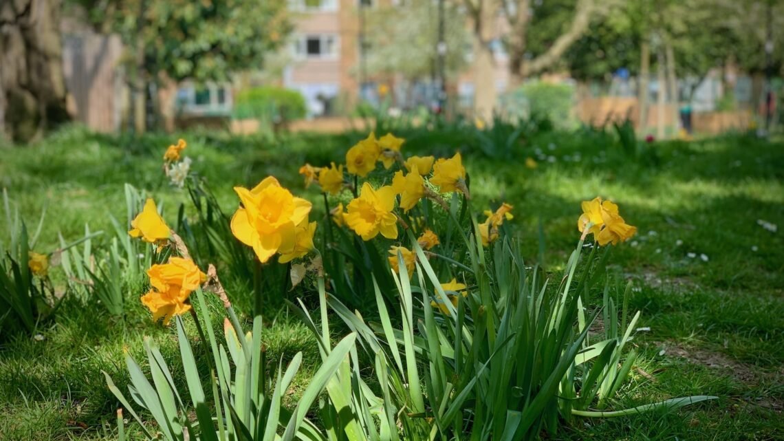 Community Bulb Planting Day in Wray Crescent Park