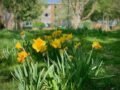 Community Bulb Planting Day in Wray Crescent Park