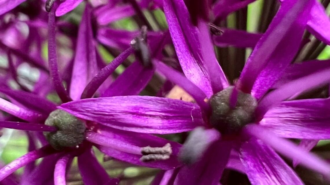 April 12: Gardening and mosaic making session